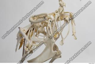 Photo Textures of Hen Skeleton